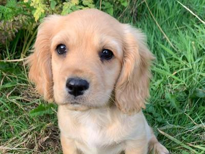 Cavalier King Charles Spaniel x West Highland Terrier puppies in Wexford