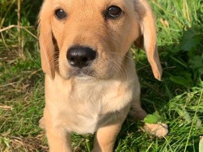 Cavalier King Charles Spaniel x West Highland Terrier puppies in Wexford