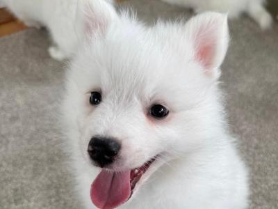 Japanese Spitz puppies in Meath