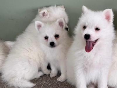 Japanese Spitz puppies in Meath
