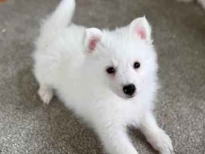 Japanese Spitz puppies in Meath