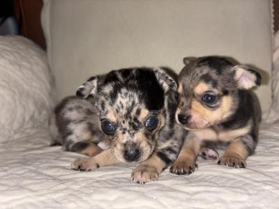 Merle Male Teacup Chihuahua puppy for sale in Laois. WhatsApp me on 0858376290