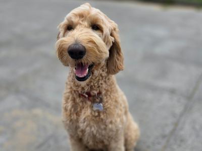 1 Boy/2girls Goldendoodle x Golden Retriever puppies in Donegal