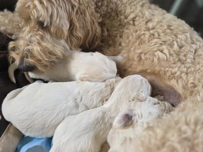 1 Boy/2girls Goldendoodle x Golden Retriever puppies in Donegal