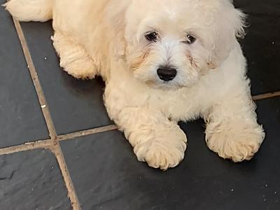 Maltipoo puppies in Longford