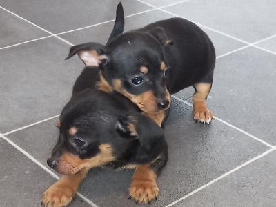 Chihuahua puppies for sale in Galway. WhatsApp me 0892565864