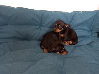 Chihuahua puppies for sale in Galway. WhatsApp me 0892565864