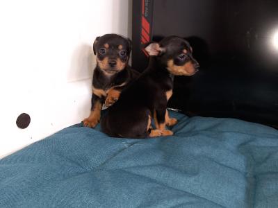 Chihuahua puppies for sale in Galway. WhatsApp me 0892565864