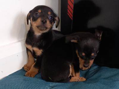 Chihuahua puppies for sale in Galway. WhatsApp me 0892565864
