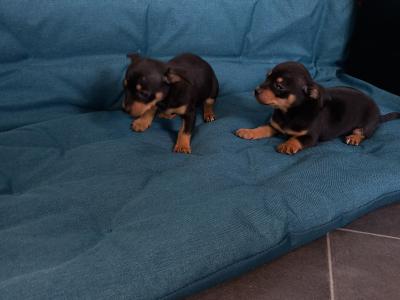 Chihuahua puppies for sale in Galway. WhatsApp me 0892565864