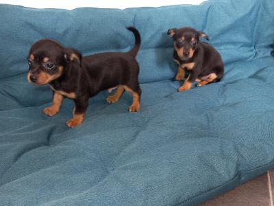 Chihuahua puppies for sale in Galway. WhatsApp me 0892565864