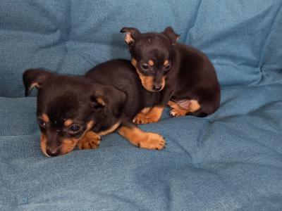 Chihuahua puppies for sale in Galway. WhatsApp me 0892565864