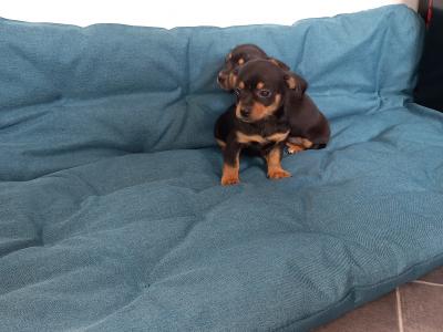 Chihuahua puppies for sale in Galway. WhatsApp me 0892565864