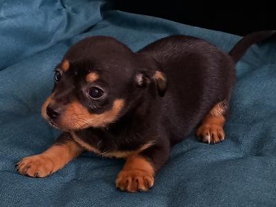 Chihuahua puppies for sale in Galway. WhatsApp me 0892565864