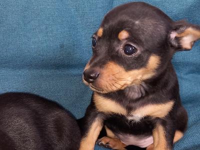 Chihuahua puppies for sale in Galway. WhatsApp me 0892565864
