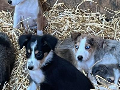 Border Collie puppies in Tipperary
