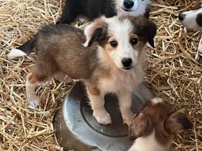 Border Collie puppies in Tipperary