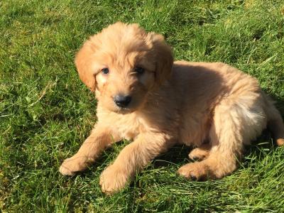 Stunning Cockapoo puppies in Wexford