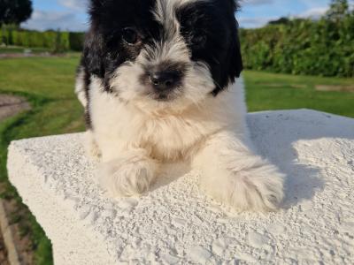 Shipoo puppies (Shih Tzu x Poodle) in Wexford