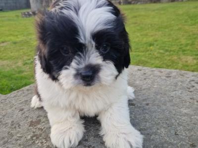 Shipoo puppies (Shih Tzu x Poodle) in Wexford