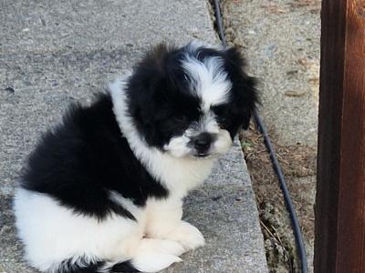 Shipoo puppies (Shih Tzu x Poodle) in Wexford
