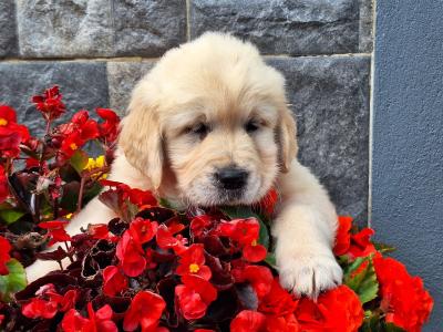 Beautiful IKC registered Golden Retriever puppies in Wexford