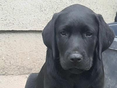 Chunky two black boys left ,purebred IKC Registered Labrador puppies in Waterford