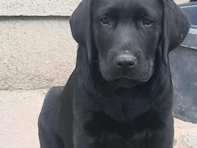 Chunky two black boys left ,purebred IKC Registered Labrador puppies in Waterford