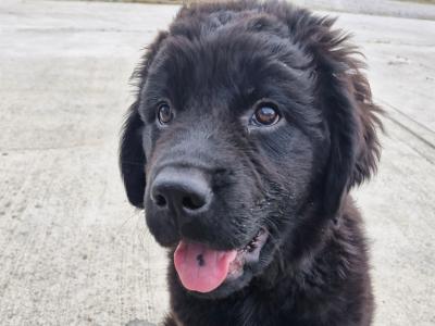 IKC Registered Newfoundland puppies for sale in Carlow