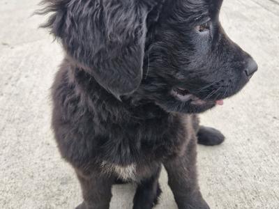 IKC Registered Newfoundland puppies for sale in Carlow