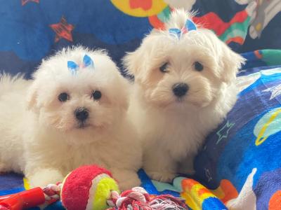 Beautiful Maltichon puppies ❤️ males in Meath
