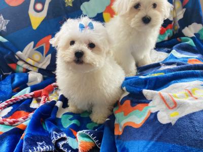 Beautiful Maltichon puppies ❤️ males in Meath