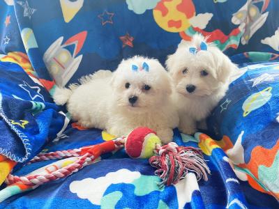 Beautiful Maltichon puppies ❤️ males in Meath