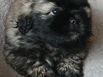 1 male left. (Shih Tzu x Pekingese) in Dublin