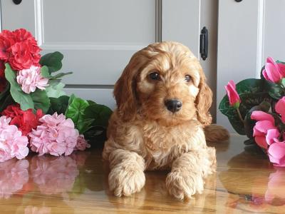 Vet checked, Child Friendly Cockapoo puppies in Limerick