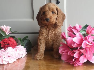 Vet checked, Child Friendly Cockapoo puppies in Limerick