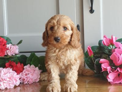 Vet checked, Child Friendly Cockapoo puppies in Limerick