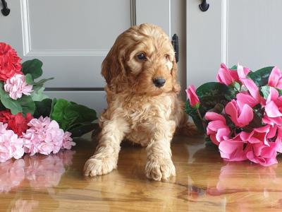 Vet checked, Child Friendly Cockapoo puppies in Limerick