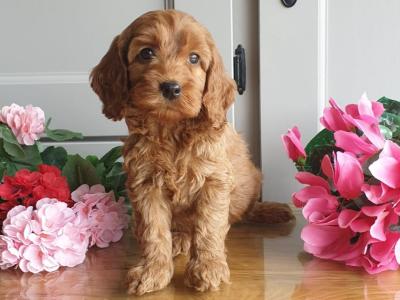 Vet checked, Child Friendly Cockapoo puppies in Limerick