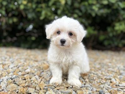 Beautiful litter of toy Maltipoo puppies in Longford *trained*