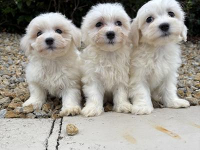Beautiful litter of toy Maltipoo puppies in Longford *trained*
