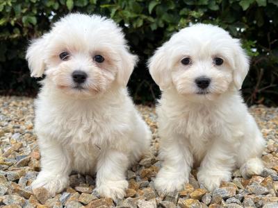 Beautiful litter of toy Maltipoo puppies in Longford *trained*