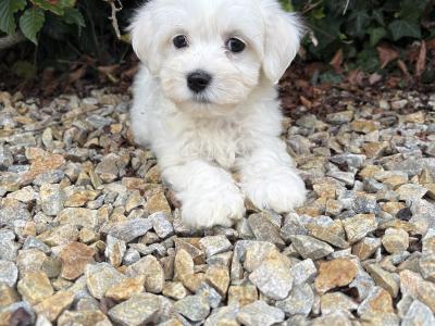 Beautiful litter of toy Maltipoo puppies in Longford *trained*