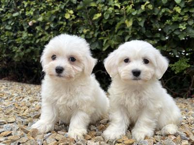 Beautiful litter of toy Maltipoo puppies in Longford *trained*