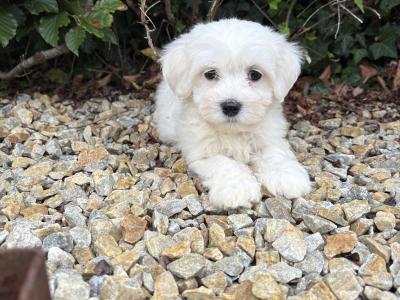 Beautiful litter of toy Maltipoo puppies in Longford *trained*