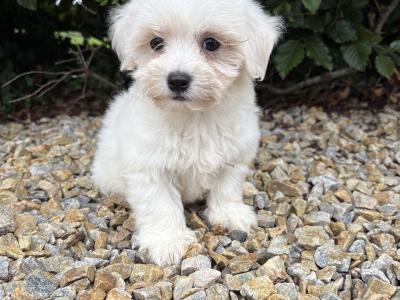 Beautiful litter of toy Maltipoo puppies in Longford *trained*