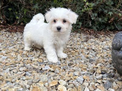 Beautiful litter of toy Maltipoo puppies in Longford *trained*