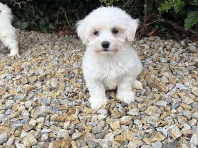 Beautiful litter of toy Maltipoo puppies in Longford *trained*