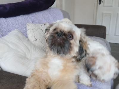 1 male left. (Shih Tzu x Pekingese) in Dublin