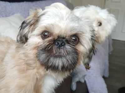 1 male left. (Shih Tzu x Pekingese) in Dublin